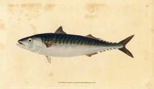 Atlantische makreel, Scomber scombrus door Edward Donovan