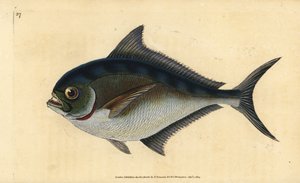 Atlantische tandbrasem, Brama brama