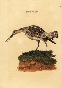 Rosse grutto, Limosa lapponica