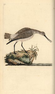 Rosse grutto, Limosa lapponica. Handgekleurde koperplaat getekend en gegraveerd door Edward Donovan uit zijn eigen Natural History of British Birds, Londen