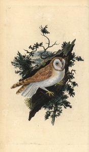 Kerkuil, Tyto alba door Edward Donovan