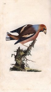 Grote beukenkern. Coccothraustes. Kopergravure door Edward Donovan, gepubliceerd in Histoire naturelle des oiseaux britanniques, Londen door Edward Donovan
