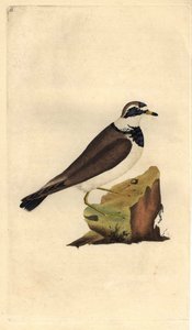 Bontbekplevier. Charadrius hiaticula. Kopergravure door Edward Donovan (1768-1837), gepubliceerd in Histoire naturelle des oiseaux britanniques, Londen door Edward Donovan