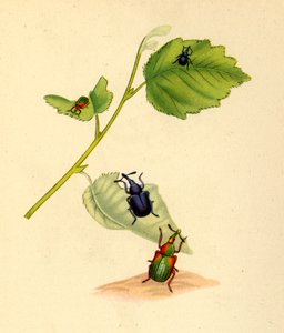 Berkenkevers: Curculio betulae, 1794