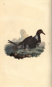 Zwartkopmeeuw, Chroicocephalus ridibundus, in zomerkleed met bruine kop. Handgekleurde koperplaat getekend en gegraveerd door Edward Donovan uit zijn eigen Natural History of British Birds, Londen door Edward Donovan