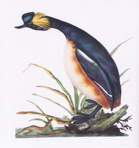 Geoorde Fuut, Natuur in Groot-Brittannië uitgegeven door Collins, 1946