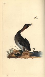 Zwartkinfuut, Podiceps hebridicus (Dodaars, Tachybaptus ruficollis?) door Edward Donovan