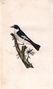 Zwartkopvliegenvanger. Ficedula hypoleuca (Muscicapa atricapilla). Kopergravure door Edward Donovan (1768-1837), gepubliceerd in Histoire naturelle des oiseaux britanniques, Londen door Edward Donovan