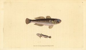 Zwarte grondel, Gobius niger door Edward Donovan