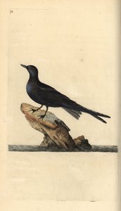 Zwarte stern, Chlidonias niger. Handgekleurde koperplaat getekend en gegraveerd door Edward Donovan uit zijn eigen Natural History of British Birds, Londen door Edward Donovan