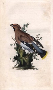 Pestvogel, Bombycilla garrulus door Edward Donovan