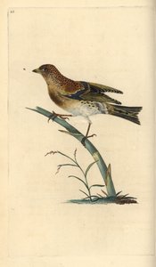 Keep, Fringilla montifringilla. Handgekleurde koperplaat getekend en gegraveerd door Edward Donovan uit zijn eigen Natural History of British Birds, Londen