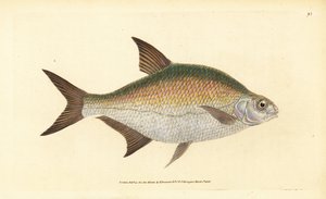 Brasem, Abramis brama (Cyprinus brama). Handgekleurde kopergravure getekend en gegraveerd door Edward Donovan uit zijn Natural History of British Fishes, Donovan en F.C. en J. Rivington, Londen door Edward Donovan
