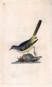 Grote gele kwikstaart, Motacilla cinerea door Edward Donovan