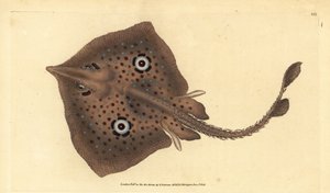 Bruine rog of spiegelrog, Raja miraletus. Handgekleurde koperplaat getekend en gegraveerd door Edward Donovan uit zijn Natural History of British Fishes, Donovan en F.C. en J. Rivington, Londen
