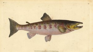 Beekforel, Salmo trutta fario door Edward Donovan