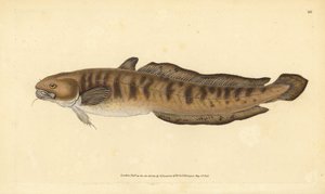 Kwabaal, Lota lota (Gadus lota). Handgekleurde kopergravure getekend en gegraveerd door Edward Donovan uit zijn Natural History of British Fishes, Donovan en F.C. en J. Rivington, Londen door Edward Donovan
