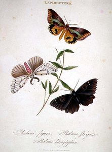 Vlinders: Phalaena Figura; Phalaena Strigata en Phalaena Hieroglyphica, uitgegeven door de kunstenaar door Edward Donovan