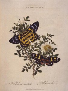 Vlinders: Phalaena Militaris, Phalaena Lectrix, uitgegeven door de kunstenaar