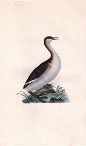 Dodaars, Tachybaptus ruficollis