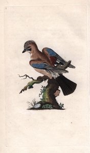 Gaai. Garrulus glandarius. Kopergravure door Edward Donovan (1768-1837), gepubliceerd in Histoire naturelle des oiseaux britanniques, Londen