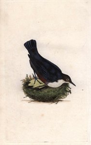Waterspreeuw. Cinclus cinclus (Sturnus cinclus)