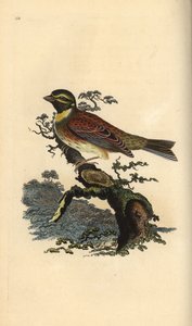Cirlgors, Emberiza cirlus. Handgekleurde kopergravure uit 