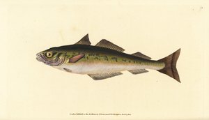 Koolvis of wijting, Pollachius virens (Gadus carbonarius). Handgekleurde koperplaat getekend en gegraveerd door Edward Donovan uit zijn Natural History of British Fishes, Donovan en F.C. en J. Rivington, Londen door Edward Donovan