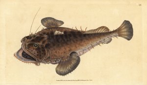 Zeeduivel, Lophius piscatorius