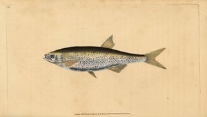 Alver, Alburnus alburnus (Cyprinus alburnus). Handgekleurde kopergravure getekend en gegraveerd door Edward Donovan uit zijn Natural History of British Fishes, Donovan en F.C. en J. Rivington, Londen door Edward Donovan