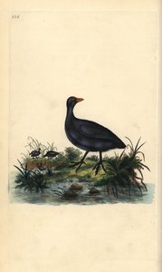 Meerkoet, Fulica atra door Edward Donovan