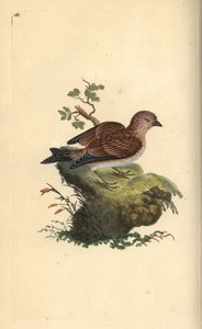 Gewone kneu, Carduelis cannabina. Handgekleurde kopergravure getekend en gegraveerd door Edward Donovan uit zijn 