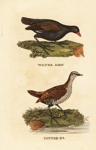 Waterhoen, Gallinula chloropus, en porseleinhoen, Porzana porzana door Edward Donovan