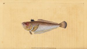 Gewone pieterman, Trachinus draco door Edward Donovan