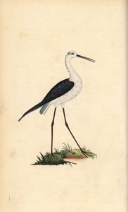 Steltkluut, Himantopus himantopus