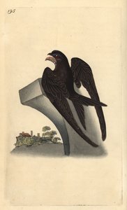 Gierzwaluw, Apus apus