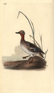 Wintertaling, Anas crecca, mannelijk