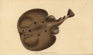 Gewone torpedo of oogrog, Raja torpedo. Handgekleurde koperplaat getekend en gegraveerd door Edward Donovan uit zijn Natural History of British Fishes, Donovan en F.C. en J. Rivington, Londen