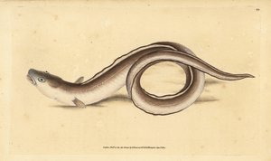 Kongeraal, Muraena conger. Handgekleurde kopergravure getekend en gegraveerd door Edward Donovan uit zijn Natural History of British Fishes, Donovan en F.C. en J. Rivington, Londen door Edward Donovan