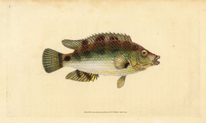 Kurkwing lipvis, Symphodus melops (Goldfinny, Labrus cornubius). Handgekleurde koperplaat getekend en gegraveerd door Edward Donovan uit zijn Natural History of British Fishes, Donovan en F.C. en J. Rivington, Londen door Edward Donovan
