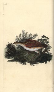 Kwartelkoning, Crex crex. Bijna bedreigd. Handgekleurde kopergravure getekend en gegraveerd door Edward Donovan uit zijn eigen 