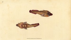 Cornische zuignap, Lepadogaster purpurea door Edward Donovan