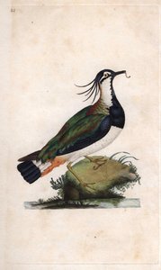 Kievit. Vanellus vanellus (Tringa vanellus). Kopergravure door Edward Donovan (1768-1837), gepubliceerd in Histoire naturelle des oiseaux britanniques, Londen door Edward Donovan