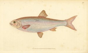 Winde, Leuciscus leuciscus (Cyprinus leuciscus). Handgekleurde kopergravure getekend en gegraveerd door Edward Donovan uit zijn Natural History of British Fishes, Donovan en F.C. en J. Rivington, Londen
