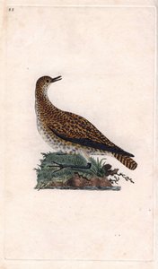 Goudplevier, Pluvialis apricaria