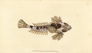 Draakvis, Callionymus lyra