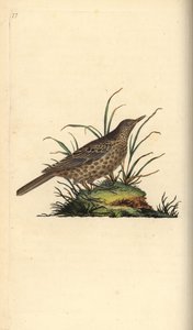 Donkere leeuwerik, Pinarocorys nigricans