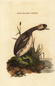 Geoorde fuut, volwassen, Podiceps auritus door Edward Donovan