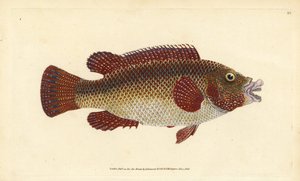 Oost-Atlantische pauw lipvis, Symphodus tinca (Oude lipvis of oude vrouw, Labrus tinca). Handgekleurde koperplaat getekend en gegraveerd door Edward Donovan uit zijn Natural History of British Fishes, Donovan en F.C. en J. Rivington, Londen door Edward Donovan