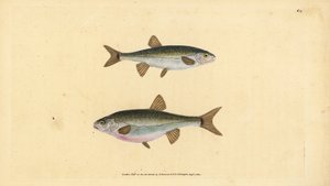 Eurasische elrits, Phoxinus phoxinus (Elrits, Cyprinus phoxinus). Handgekleurde koperplaat getekend en gegraveerd door Edward Donovan uit zijn Natural History of British Fishes, Donovan en F.C. en J. Rivington, Londen
